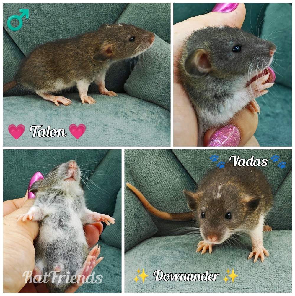 Fancy rat Owned by other Rattus norvegicus 
