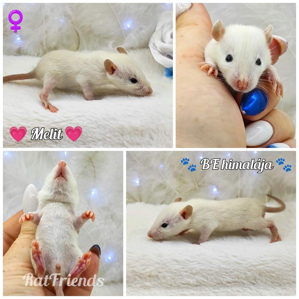 Fancy rat Owned by other Rattus norvegicus 