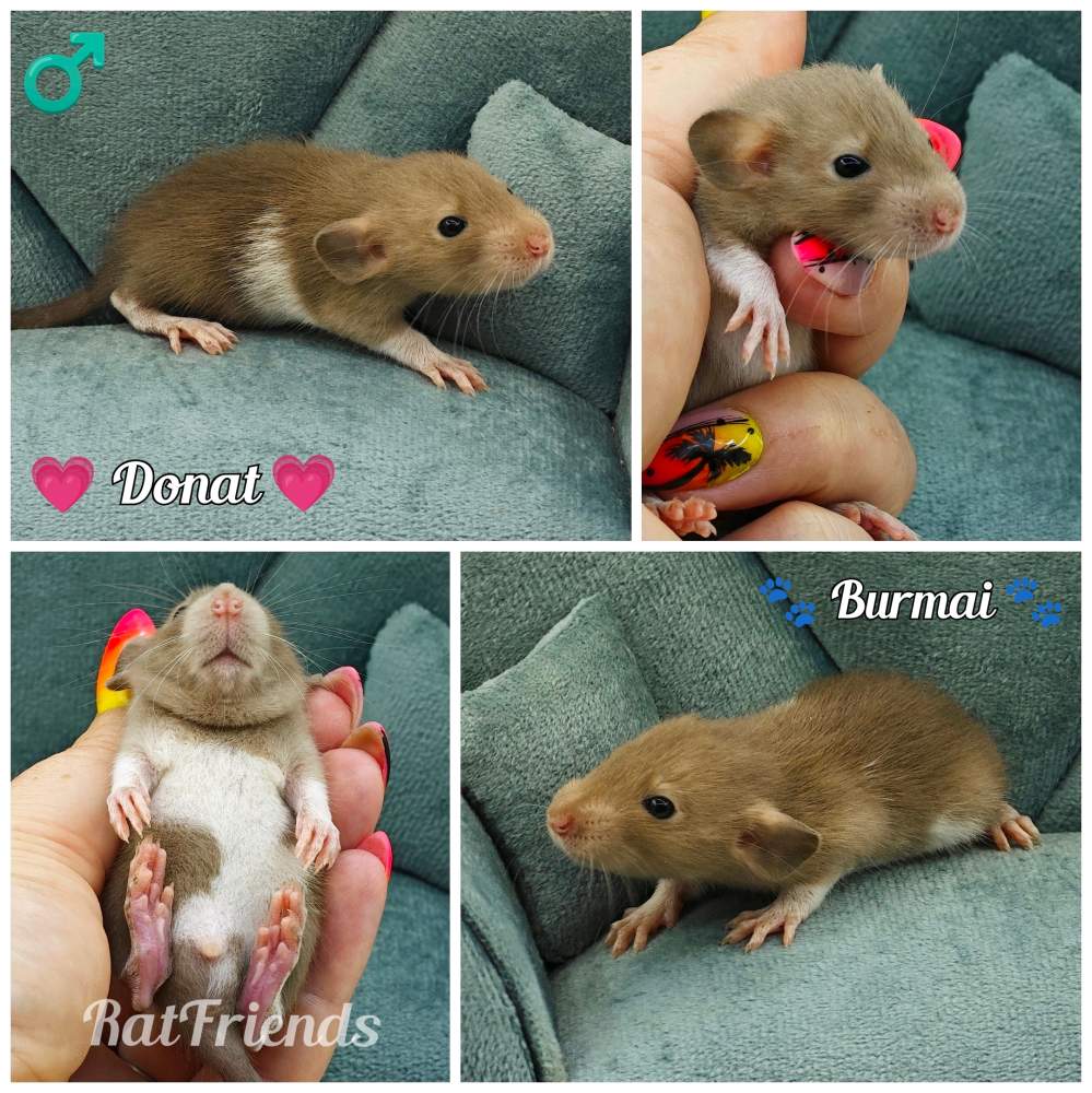 Fancy rat Available for rehoming Rattus norvegicus 