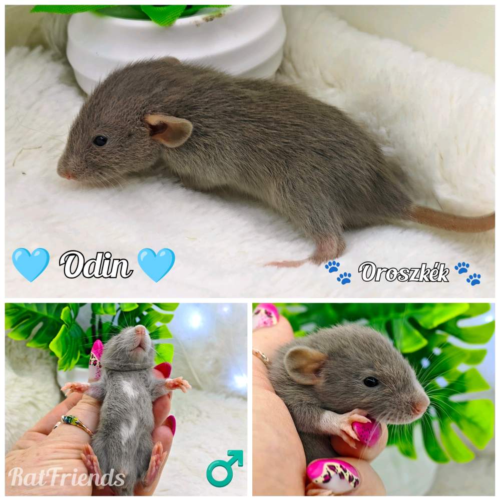 Fancy rat Available for rehoming Rattus norvegicus 