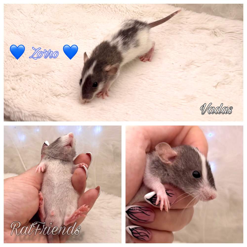 Fancy rat Available for rehoming Rattus norvegicus 