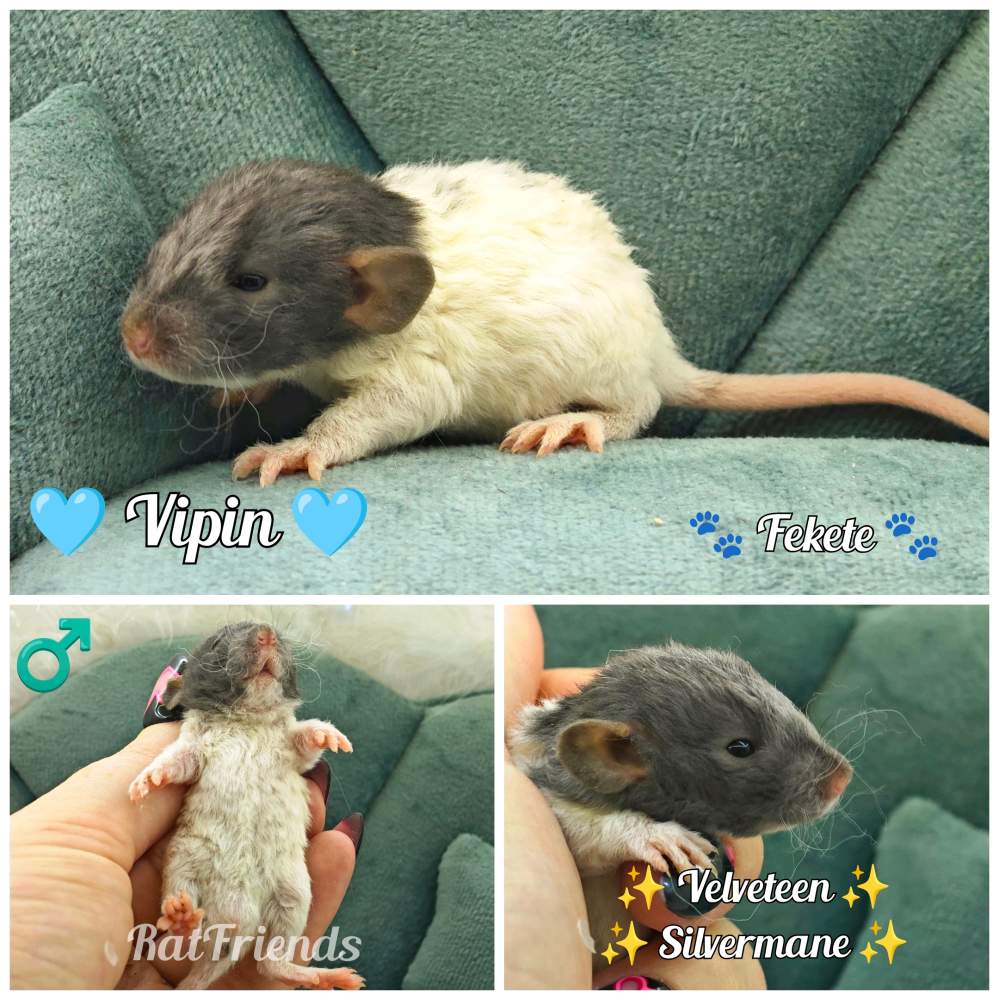 Fancy rat Available for rehoming Rattus norvegicus 