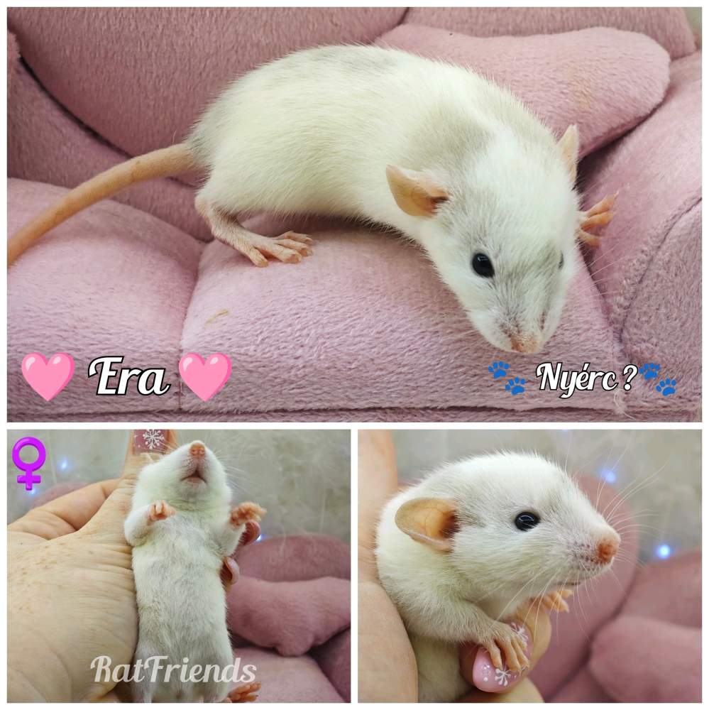 Fancy rat Available for rehoming Rattus norvegicus 