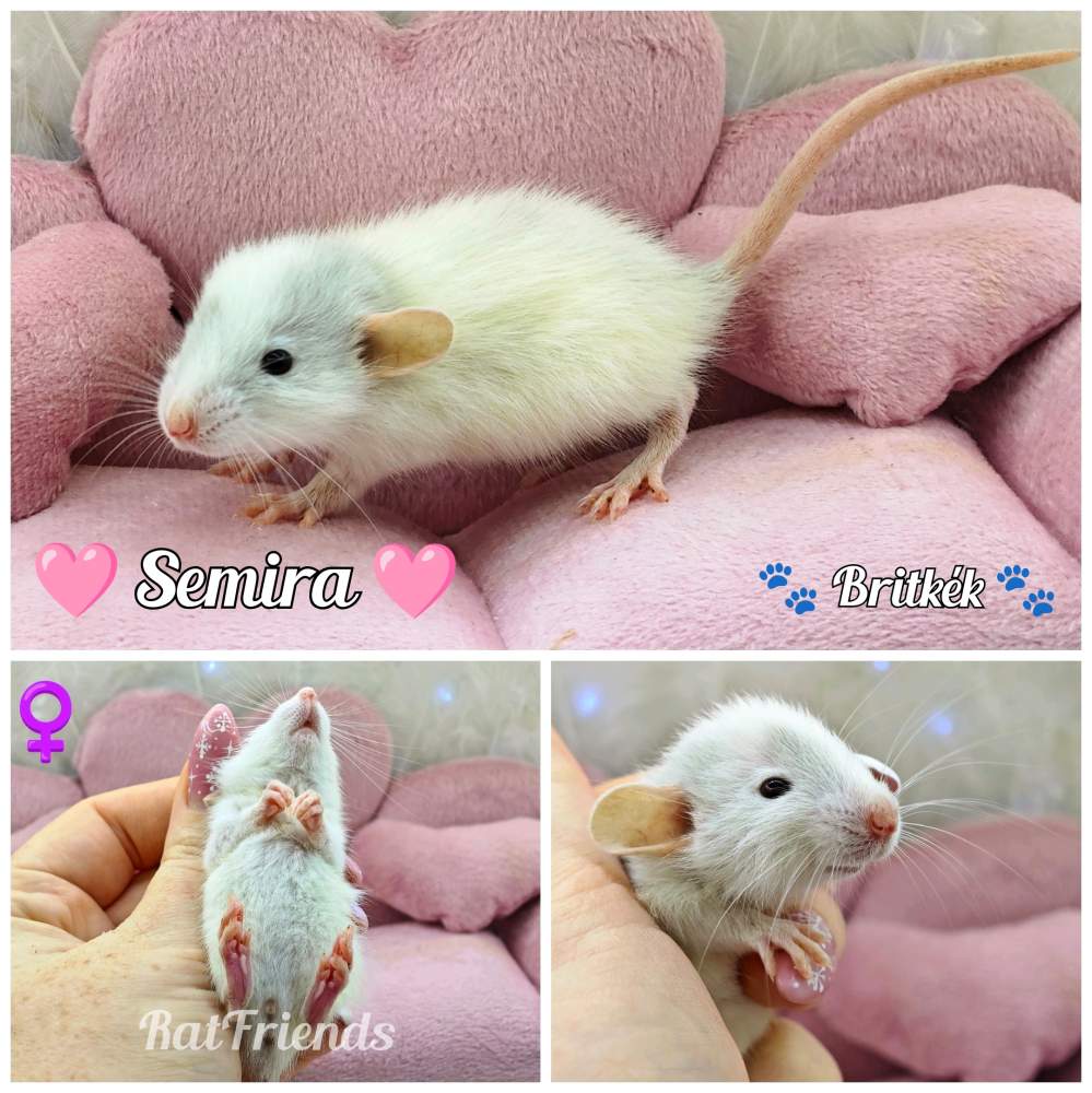 Fancy rat Rehomed Rattus norvegicus 