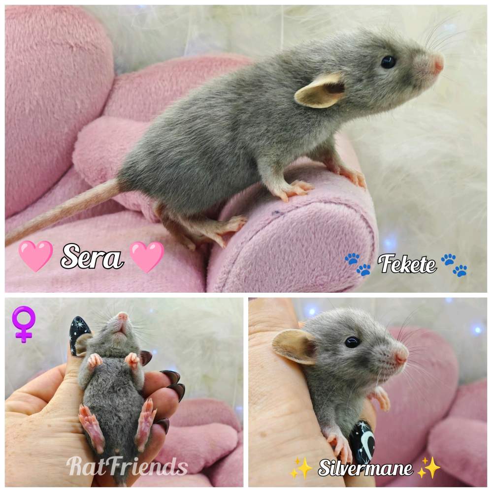 Fancy rat Rehomed Rattus norvegicus 