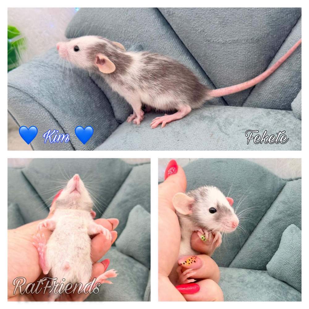 Fancy rat Breeder Rattus norvegicus 