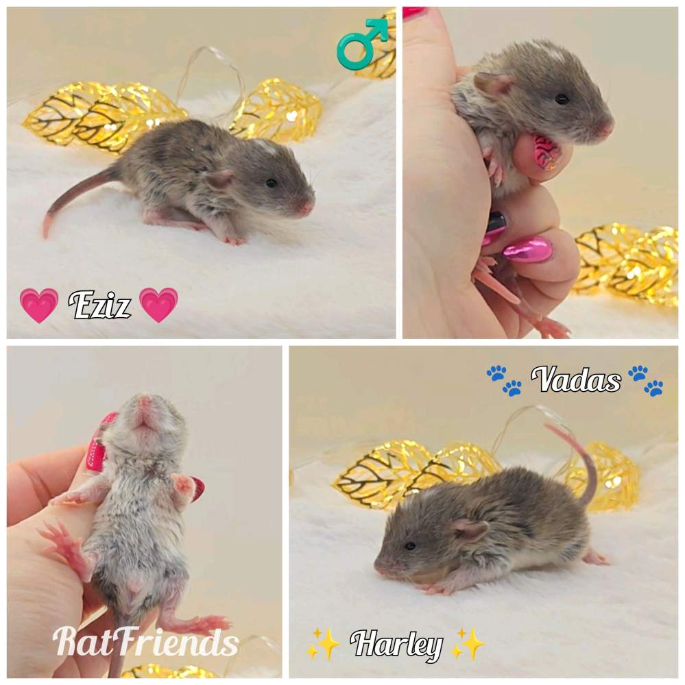 Fancy rat Owned by other Rattus norvegicus 