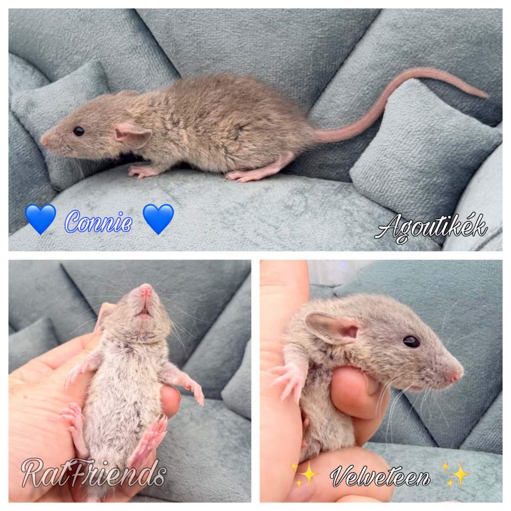 Fancy rat Available for rehoming Rattus norvegicus 