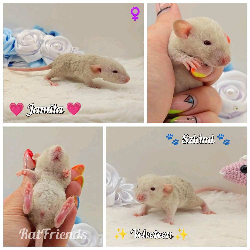 Fancy rat Breeder Rattus norvegicus 