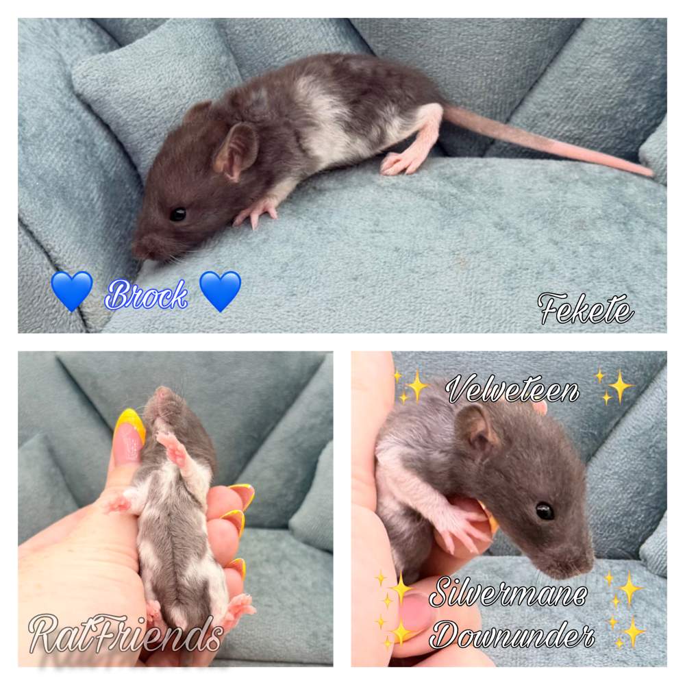 Fancy rat Available for rehoming Rattus norvegicus 