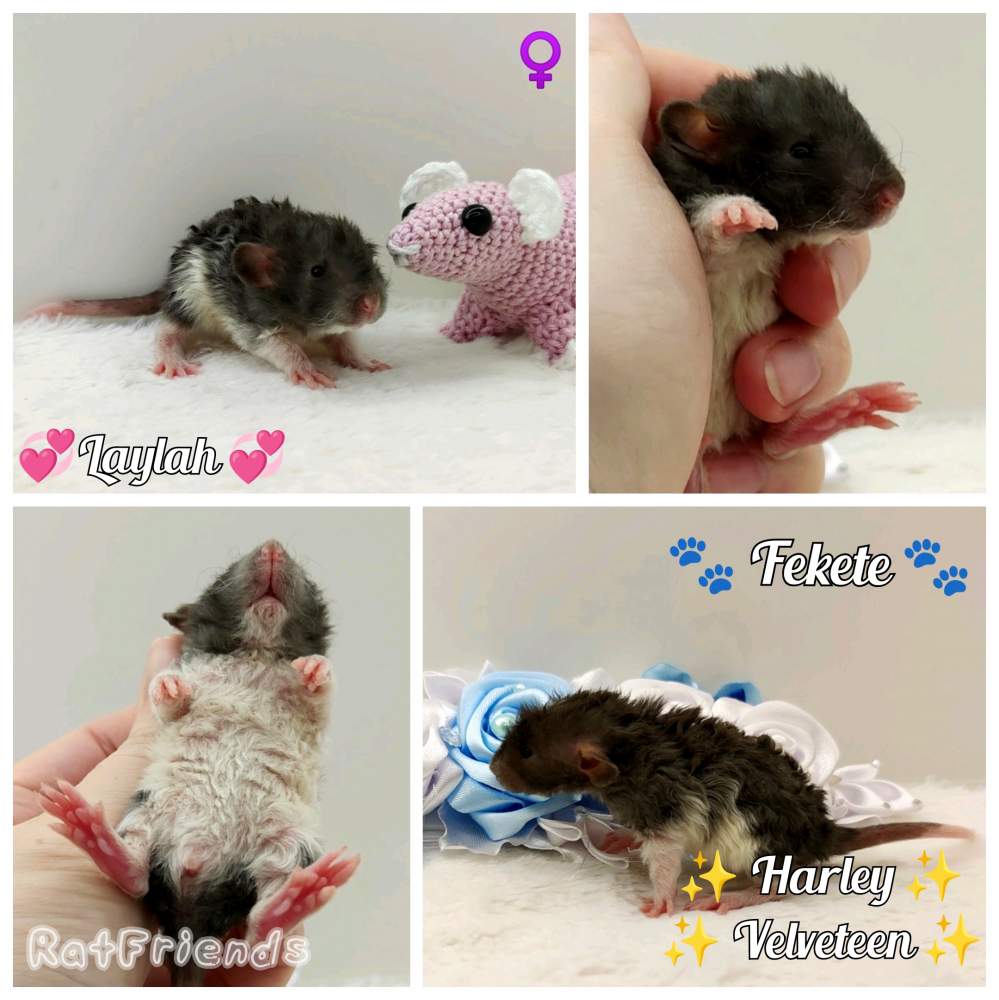Fancy rat Breeder Rattus norvegicus 