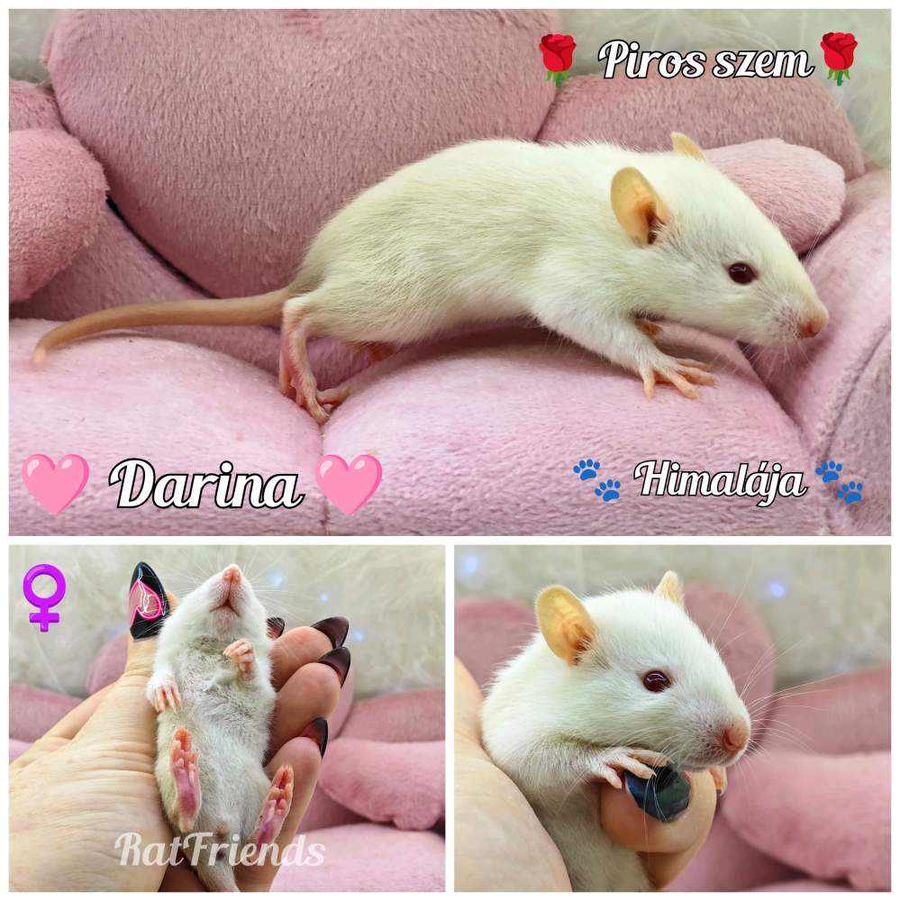 Fancy rat Available for rehoming Rattus norvegicus 