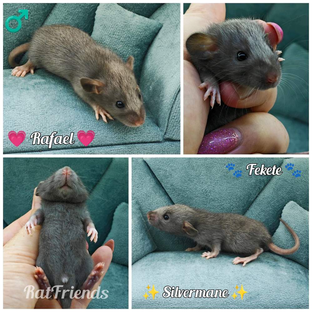 Fancy rat Available for rehoming Rattus norvegicus 