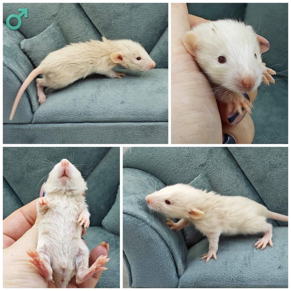 Fancy rat Breeder Rattus norvegicus 