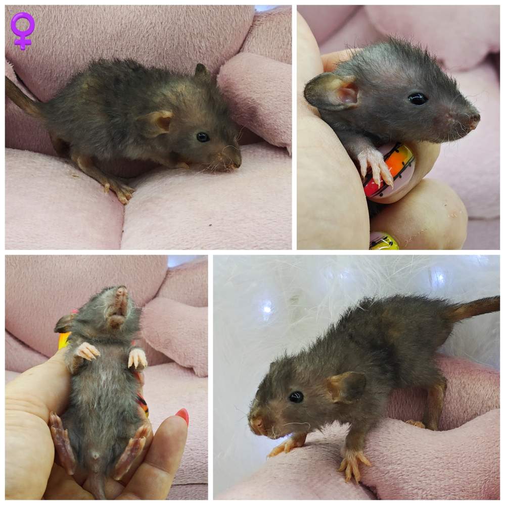 Fancy rat Owned by other Rattus norvegicus 