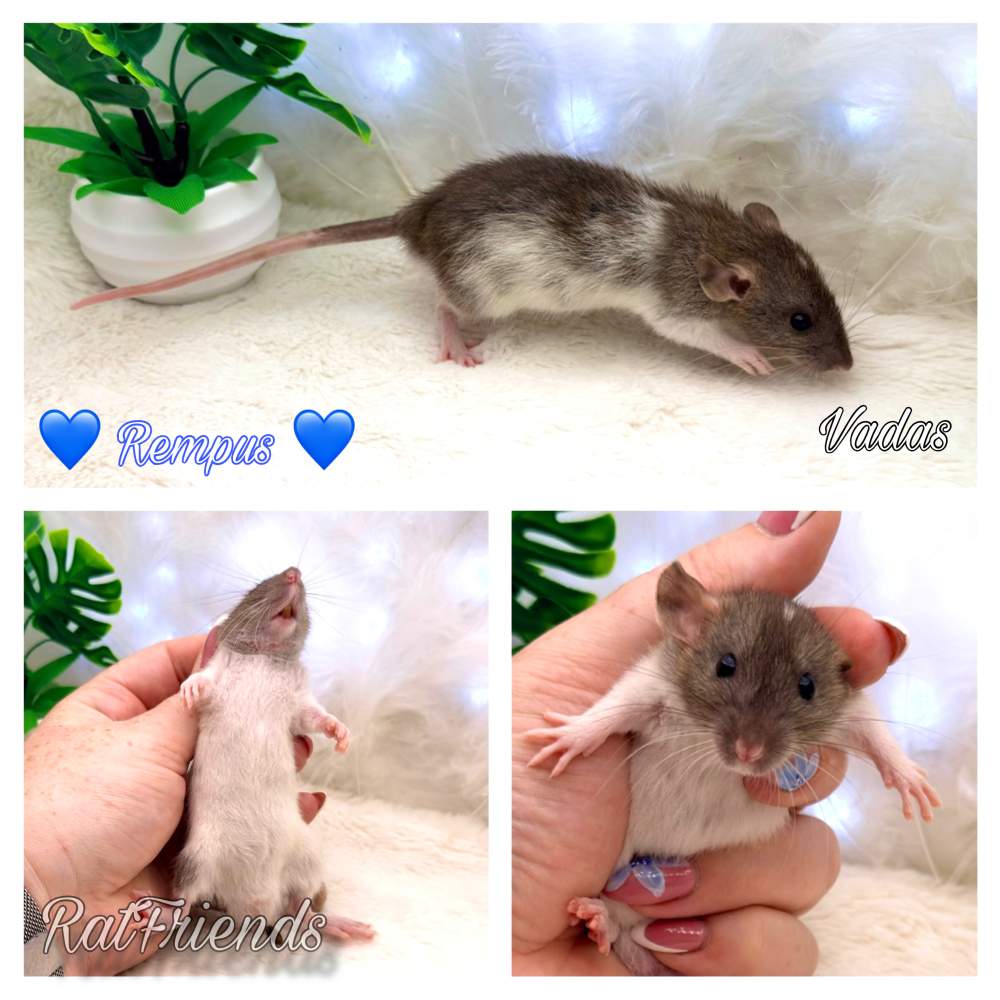 Fancy rat Available for rehoming Rattus norvegicus 