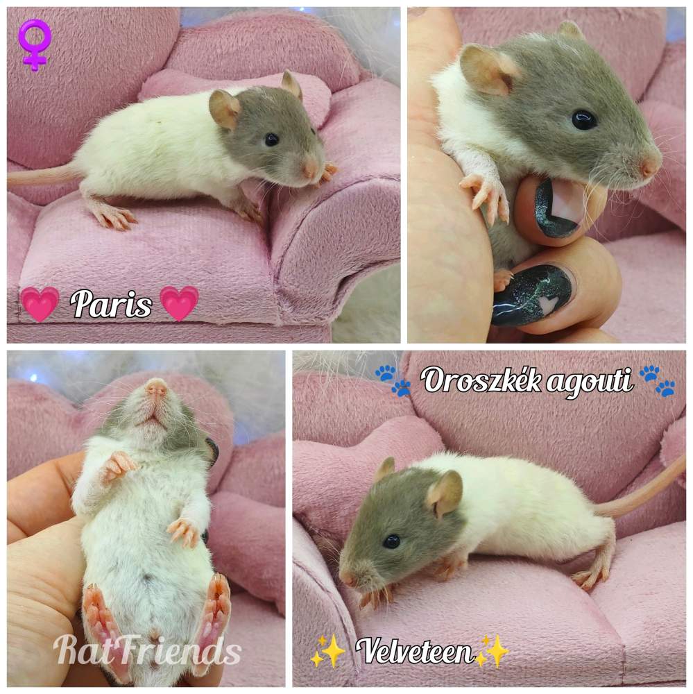 Fancy rat Owned by other Rattus norvegicus 
