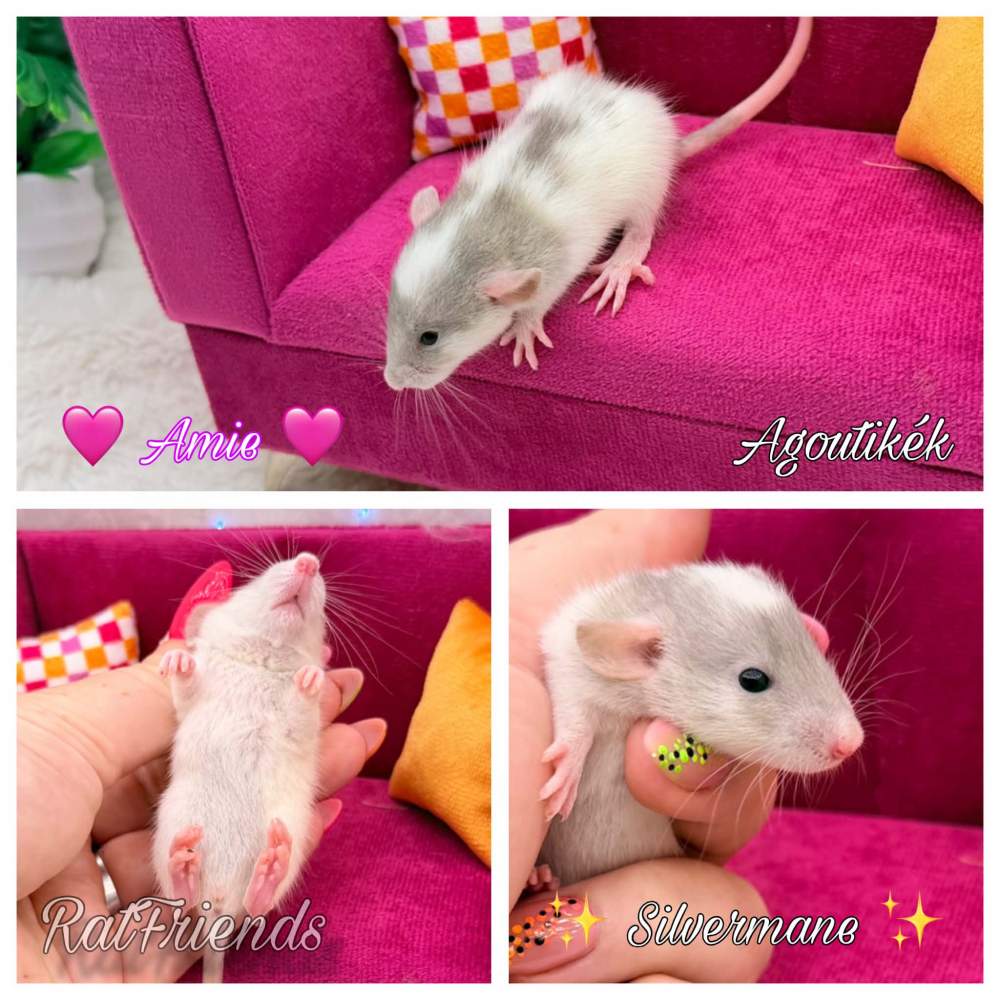 Fancy rat Available for rehoming Rattus norvegicus 