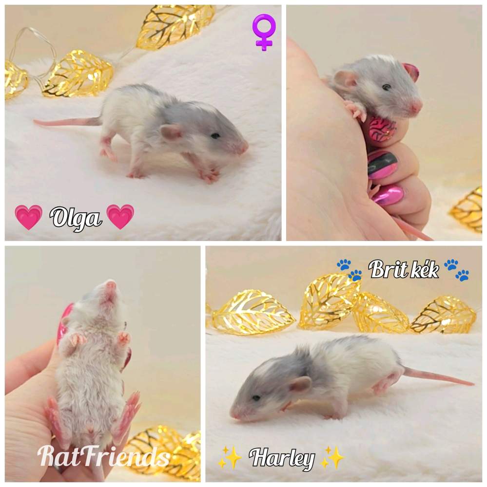 Fancy rat Owned by other Rattus norvegicus 