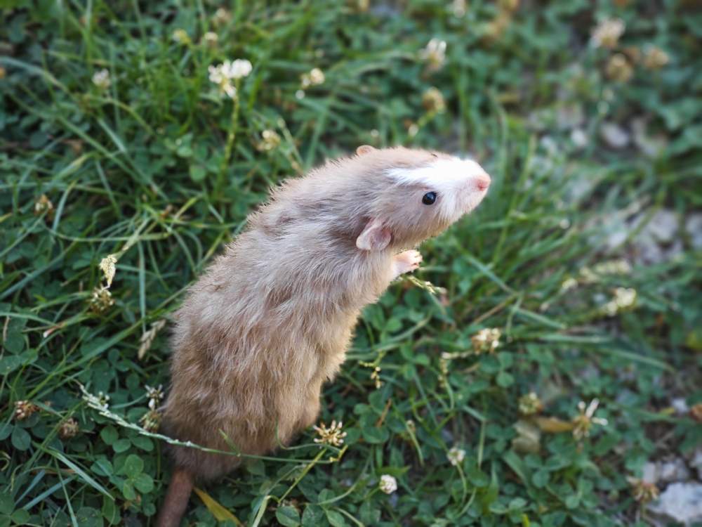 Fancy rat Breeder Rattus norvegicus 