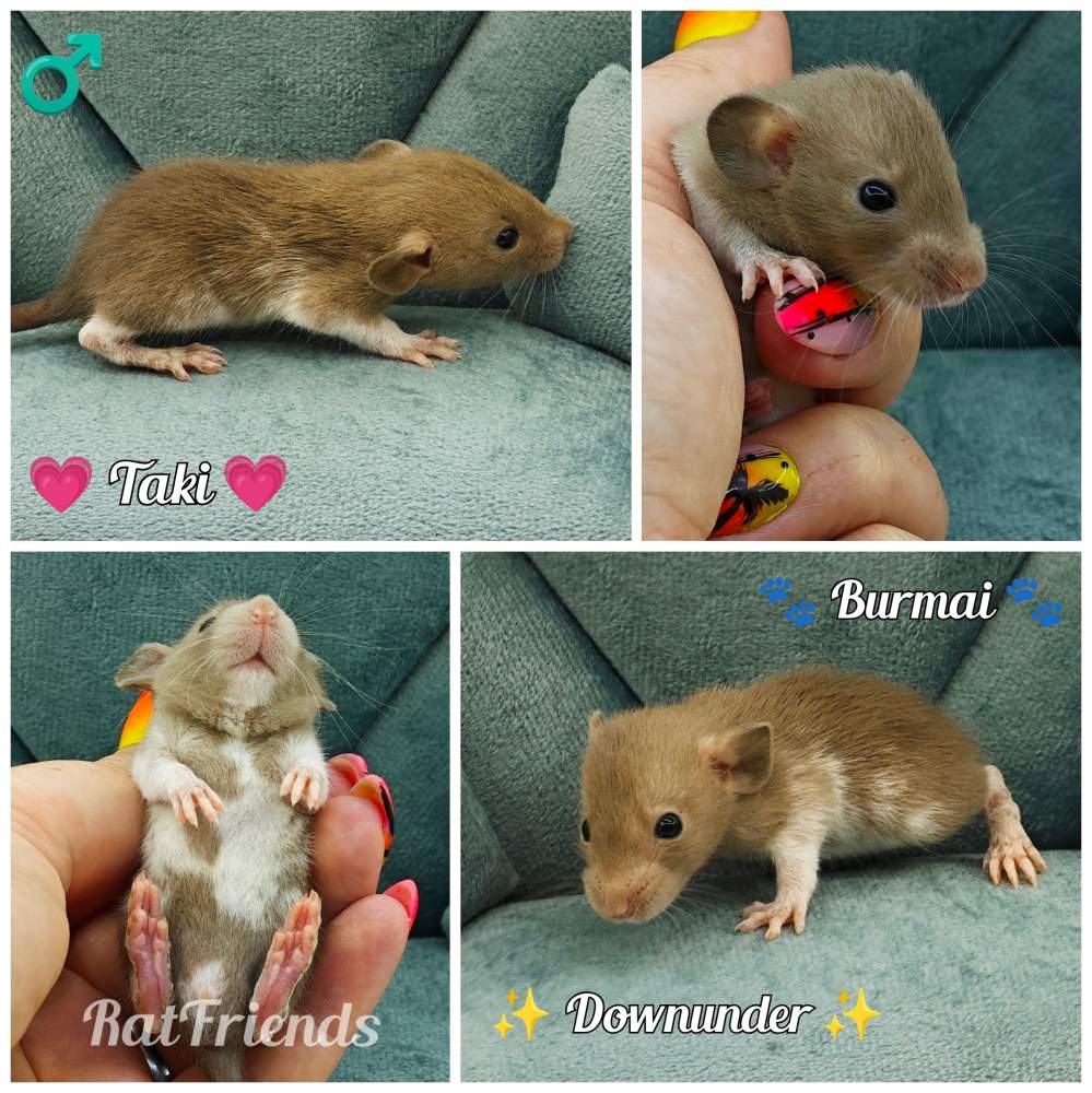Fancy rat Available for rehoming Rattus norvegicus 