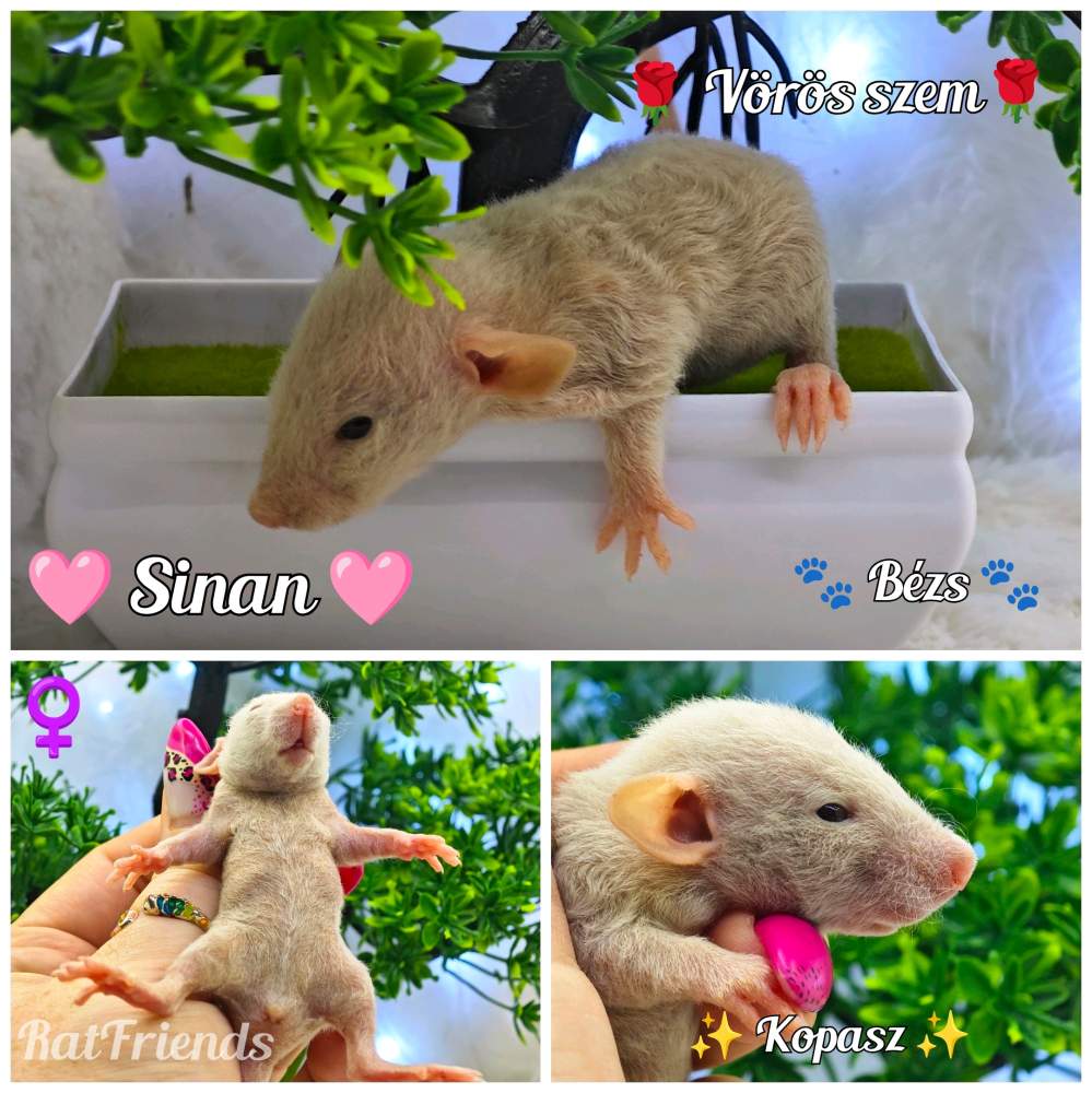 Fancy rat Available for rehoming Rattus norvegicus 