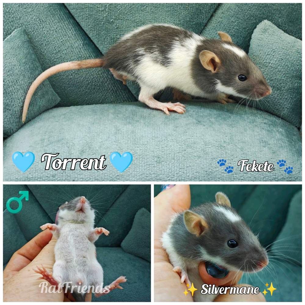 Fancy rat Available for rehoming Rattus norvegicus 