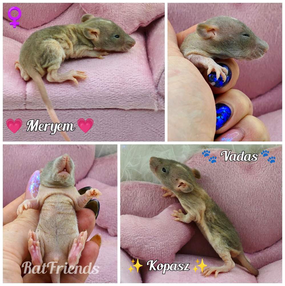 Fancy rat Rehomed Rattus norvegicus 