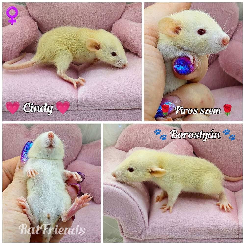 Fancy rat Owned by other Rattus norvegicus 