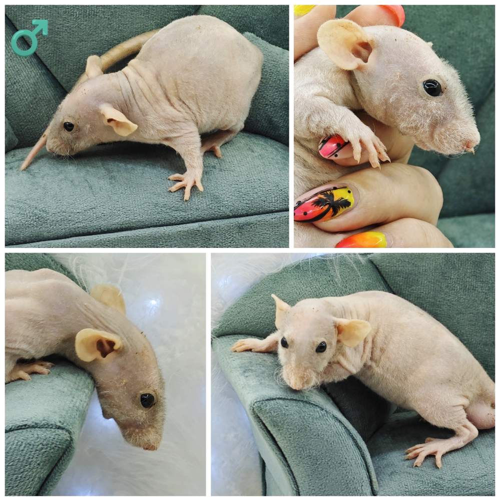 Fancy rat Owned by other Rattus norvegicus 
