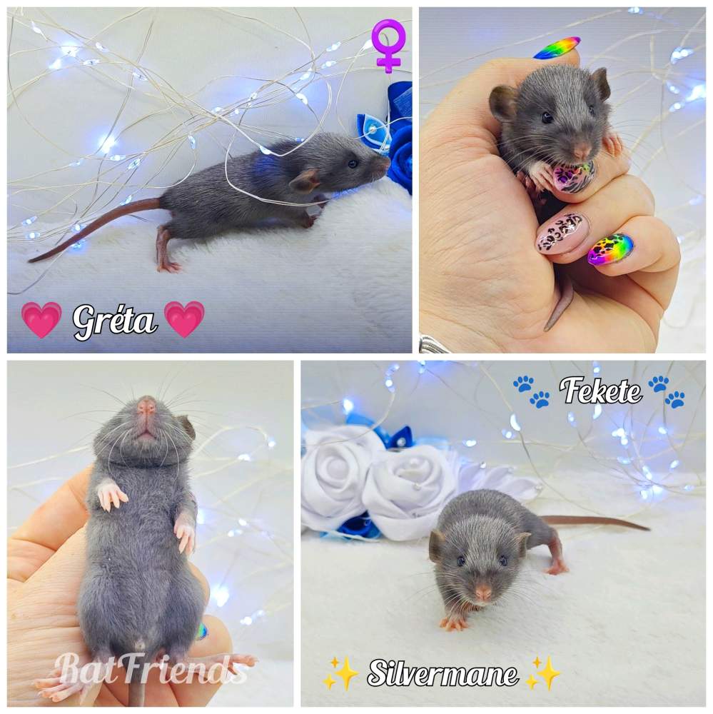 Fancy rat Owned by other Rattus norvegicus 