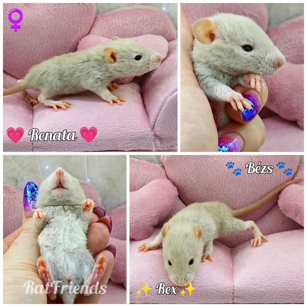Fancy rat Owned by other Rattus norvegicus 