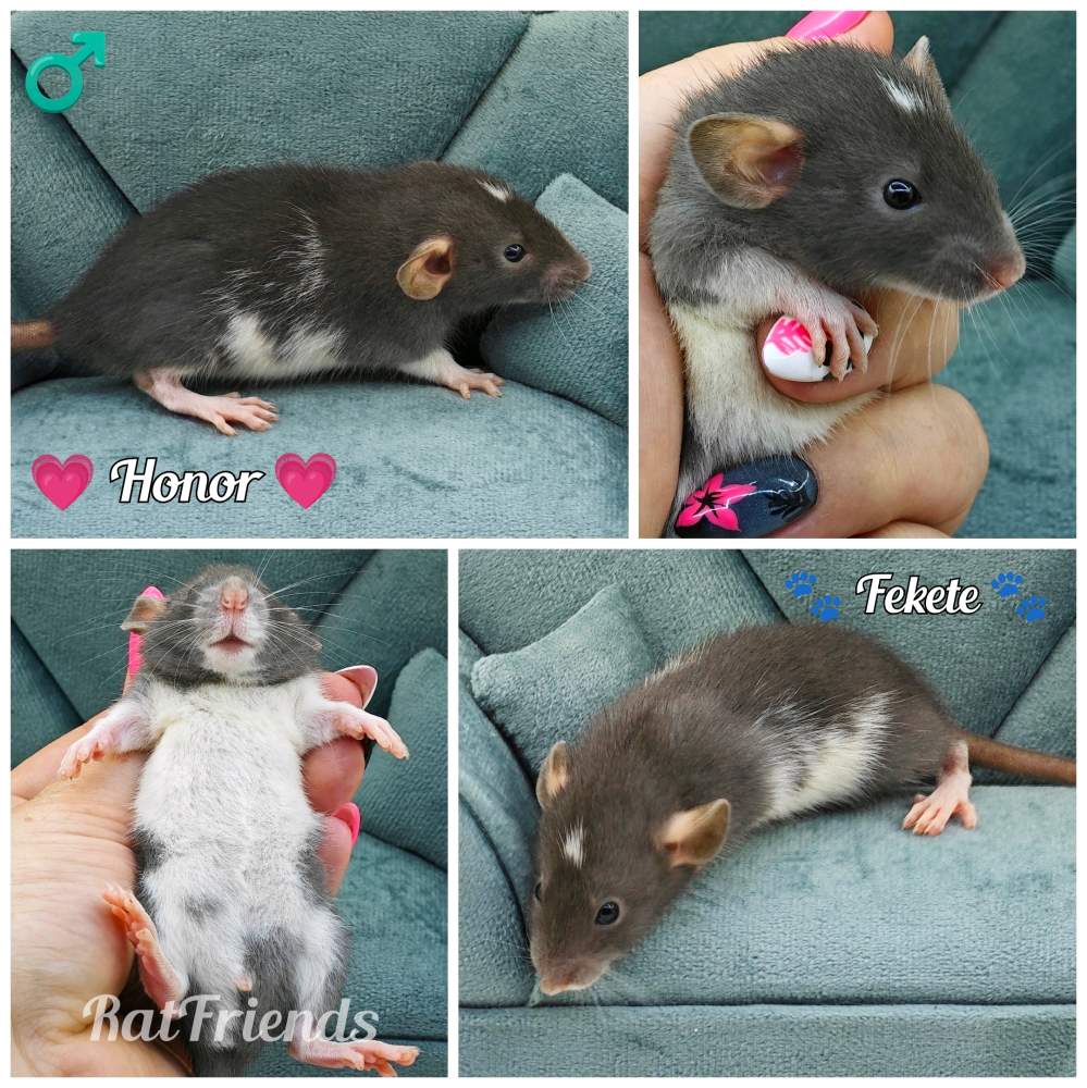Fancy rat Rehomed Rattus norvegicus 