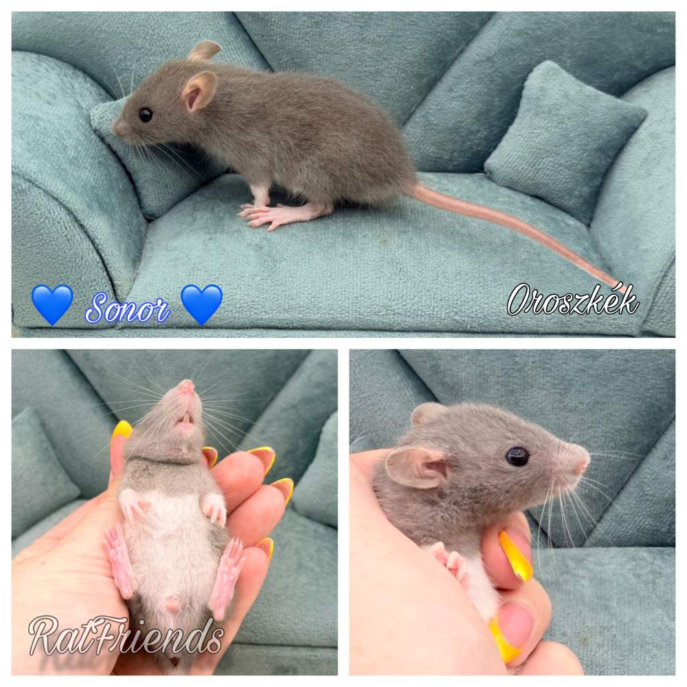 Fancy rat Available for rehoming Rattus norvegicus 