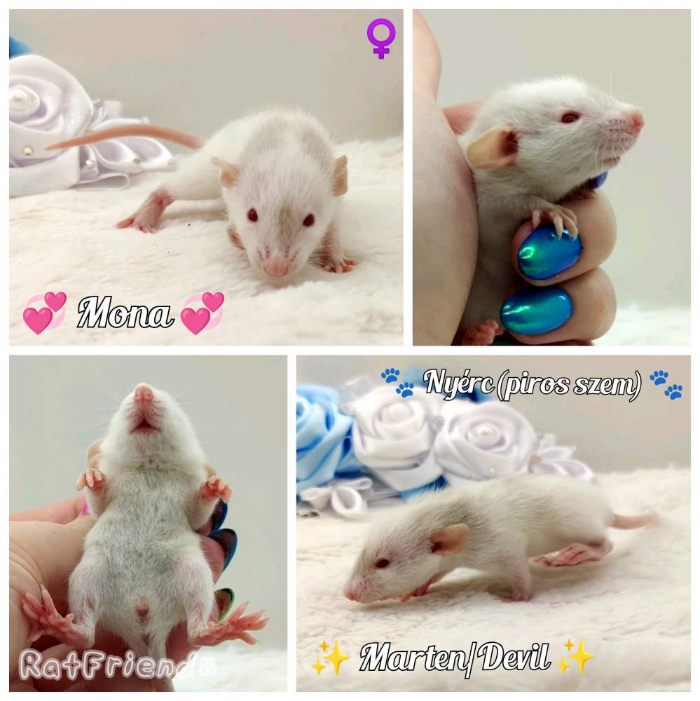 Fancy rat Breeder Rattus norvegicus 