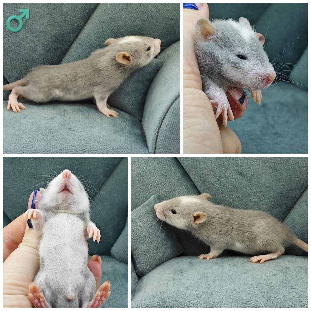 Fancy rat Breeder Rattus norvegicus 