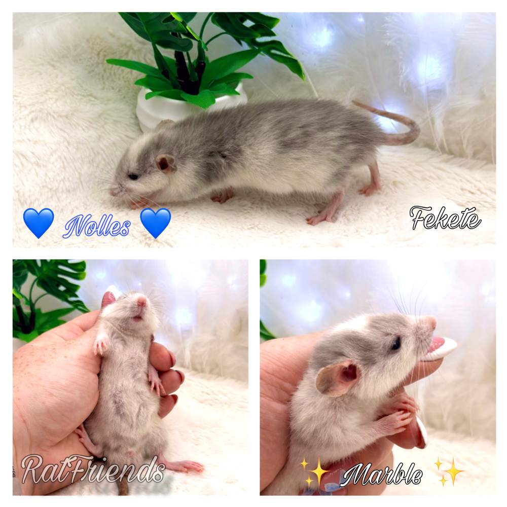 Fancy rat Breeder Rattus norvegicus 