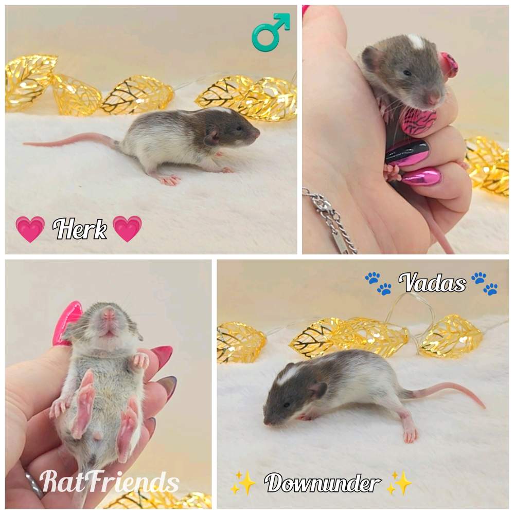 Fancy rat Owned by other Rattus norvegicus 