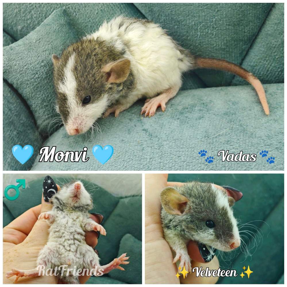Fancy rat Available for rehoming Rattus norvegicus 