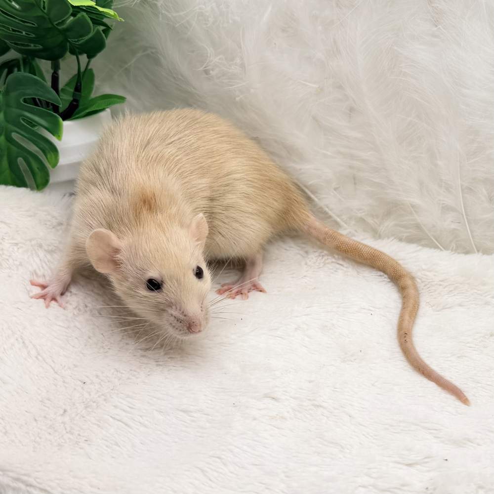 Fancy rat Breeder Rattus norvegicus 