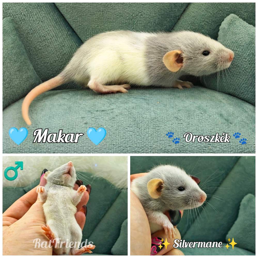 Fancy rat Available for rehoming Rattus norvegicus 