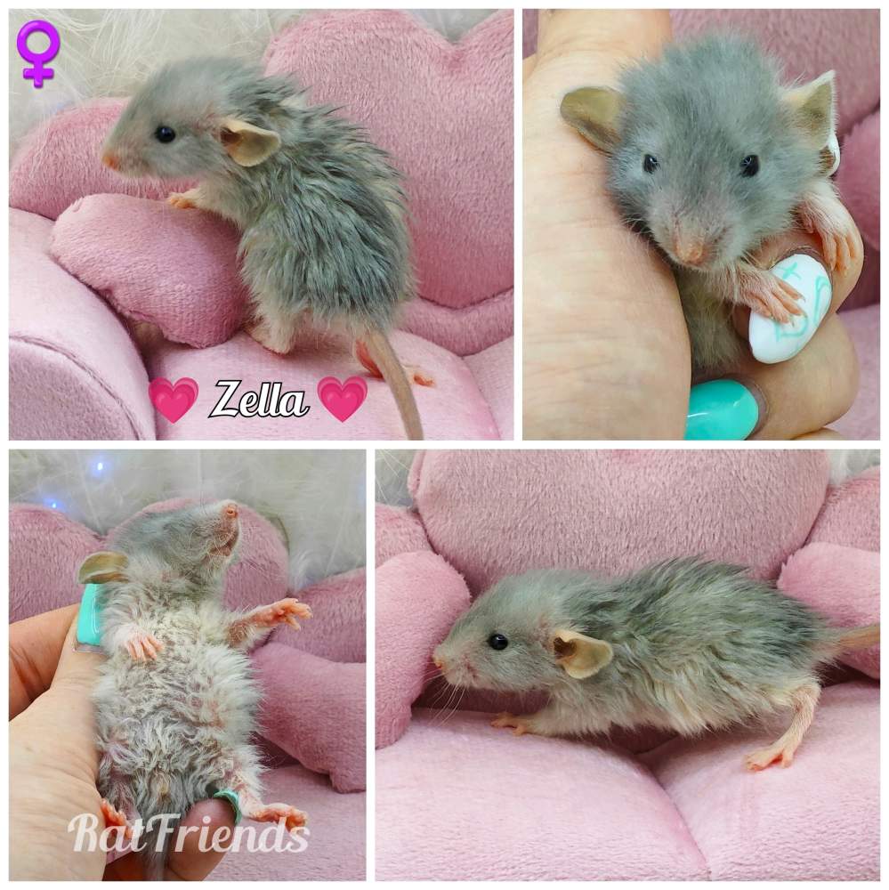 Fancy rat Owned by other Rattus norvegicus 