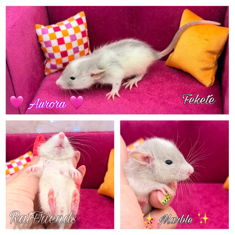 Fancy rat Available for rehoming Rattus norvegicus 
