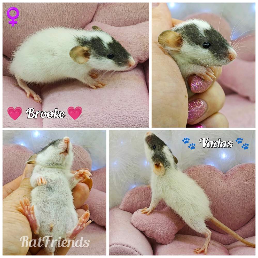 Fancy rat Available for rehoming Rattus norvegicus 