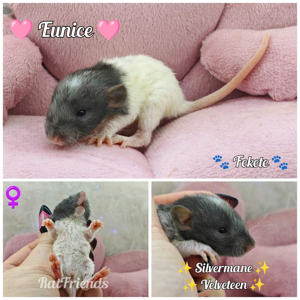 Fancy rat Breeder Rattus norvegicus 