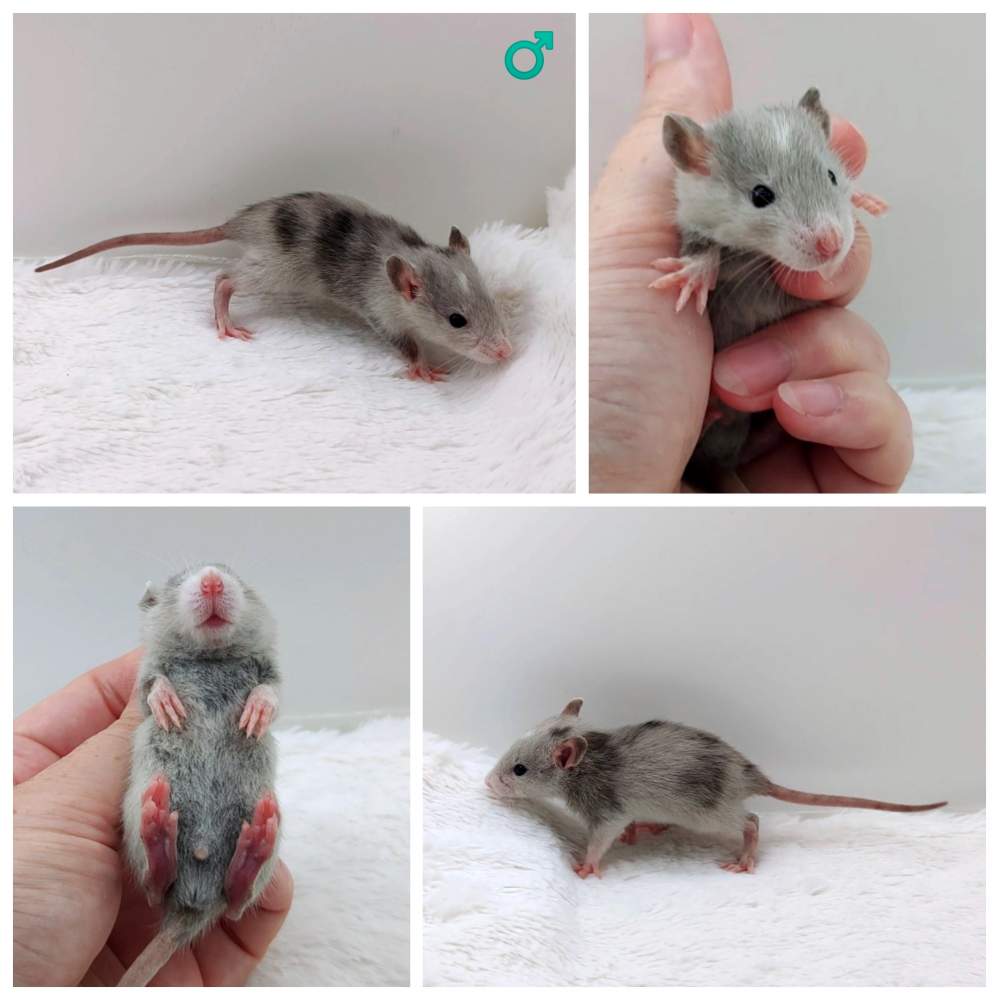 Fancy rat Owned by other Rattus norvegicus 