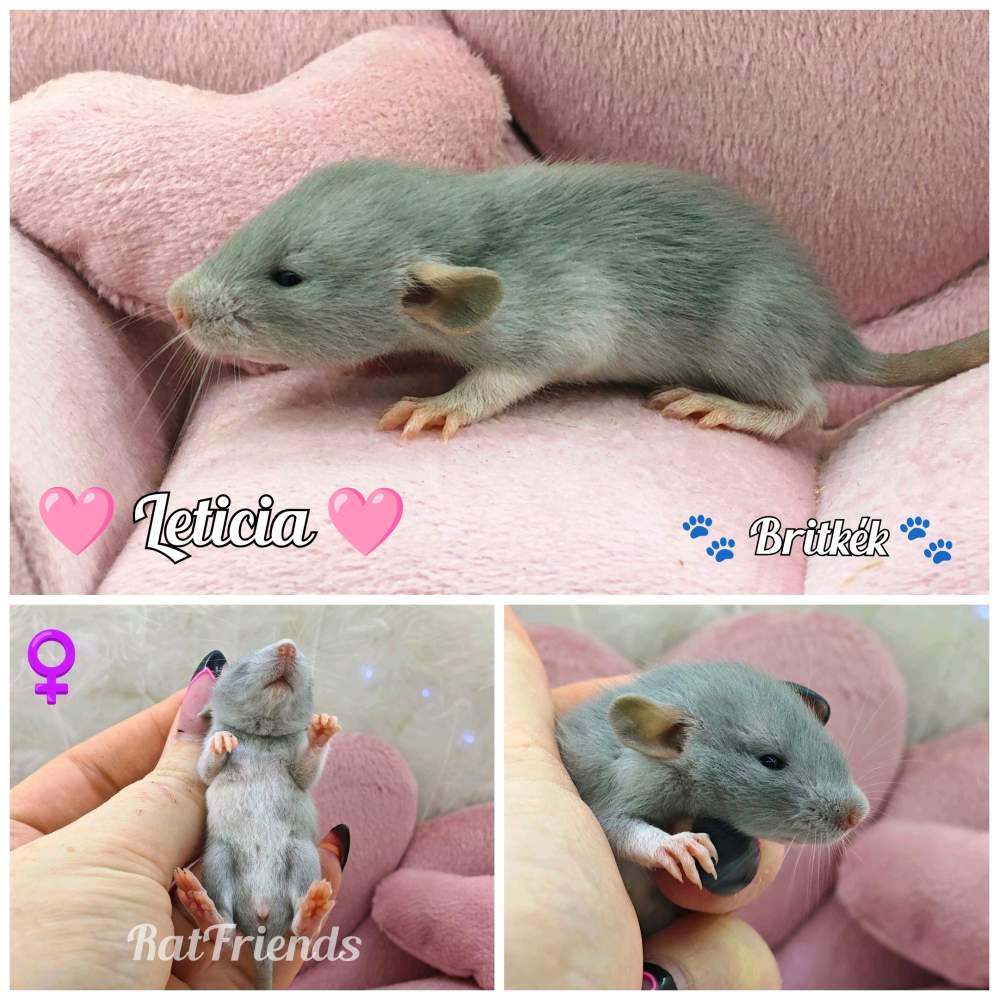 Fancy rat Available for rehoming Rattus norvegicus 