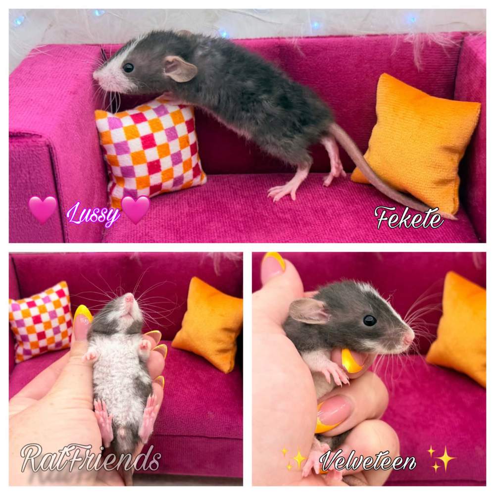 Fancy rat Available for rehoming Rattus norvegicus 