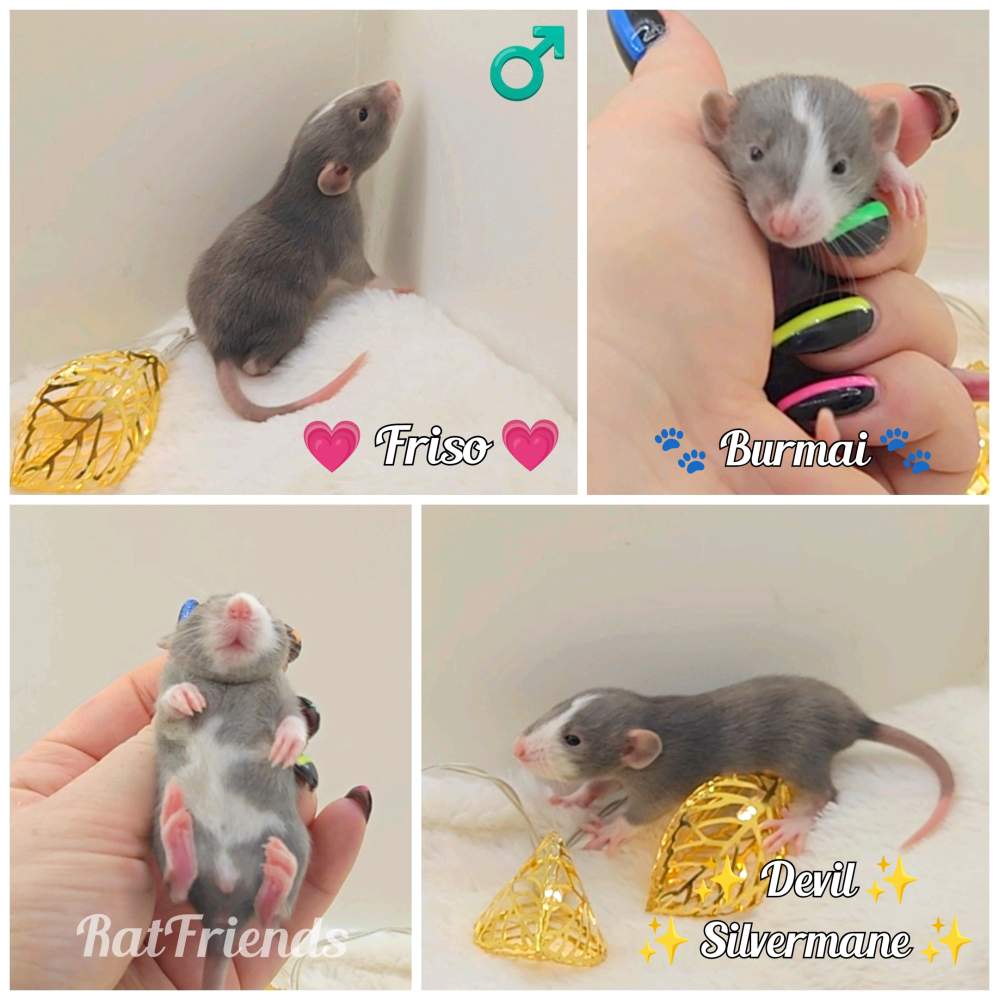 Fancy rat Owned by other Rattus norvegicus 