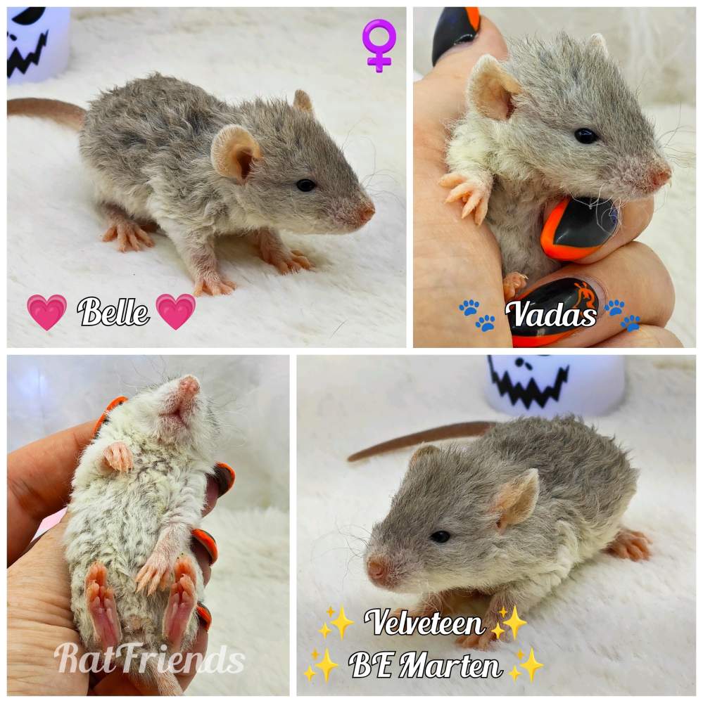 Fancy rat Owned by other Rattus norvegicus 